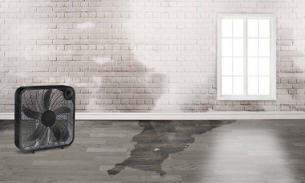 Best Ceiling water damage repair  in Sumrall, MS